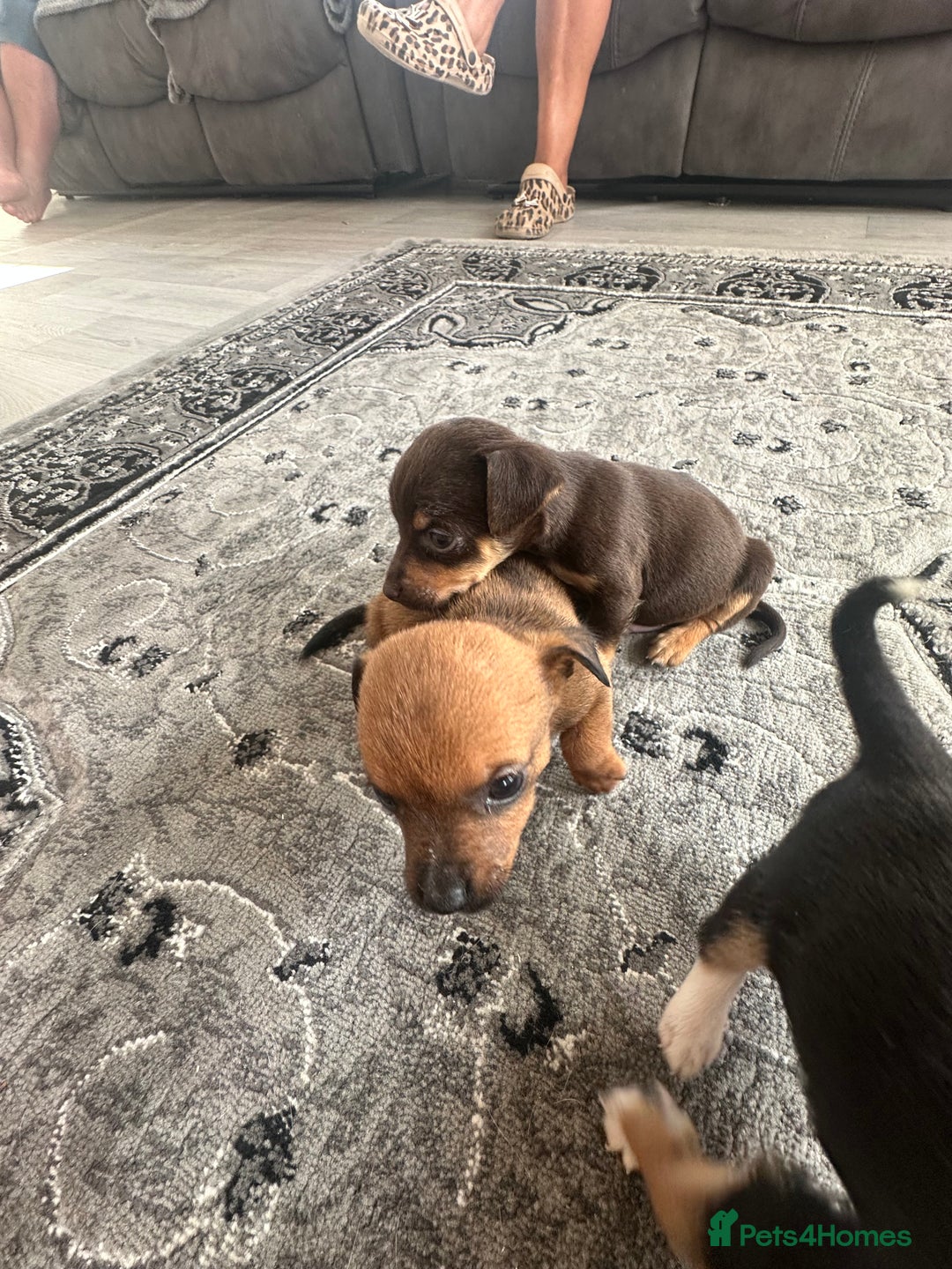 Jack Russell dogs for sale: 4. Beautiful Jack Russell. Pups - Image 7