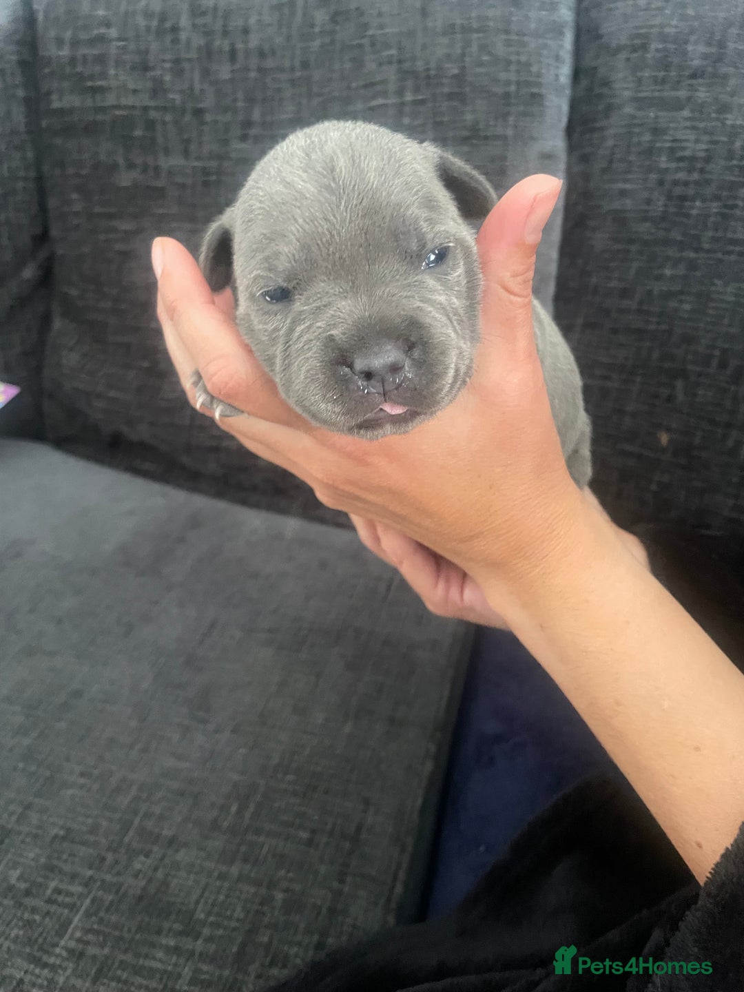 Staffordshire Bull Terrier dogs for sale: Blue Staffordshire bull terrier kc registered ❗️ - Image 15