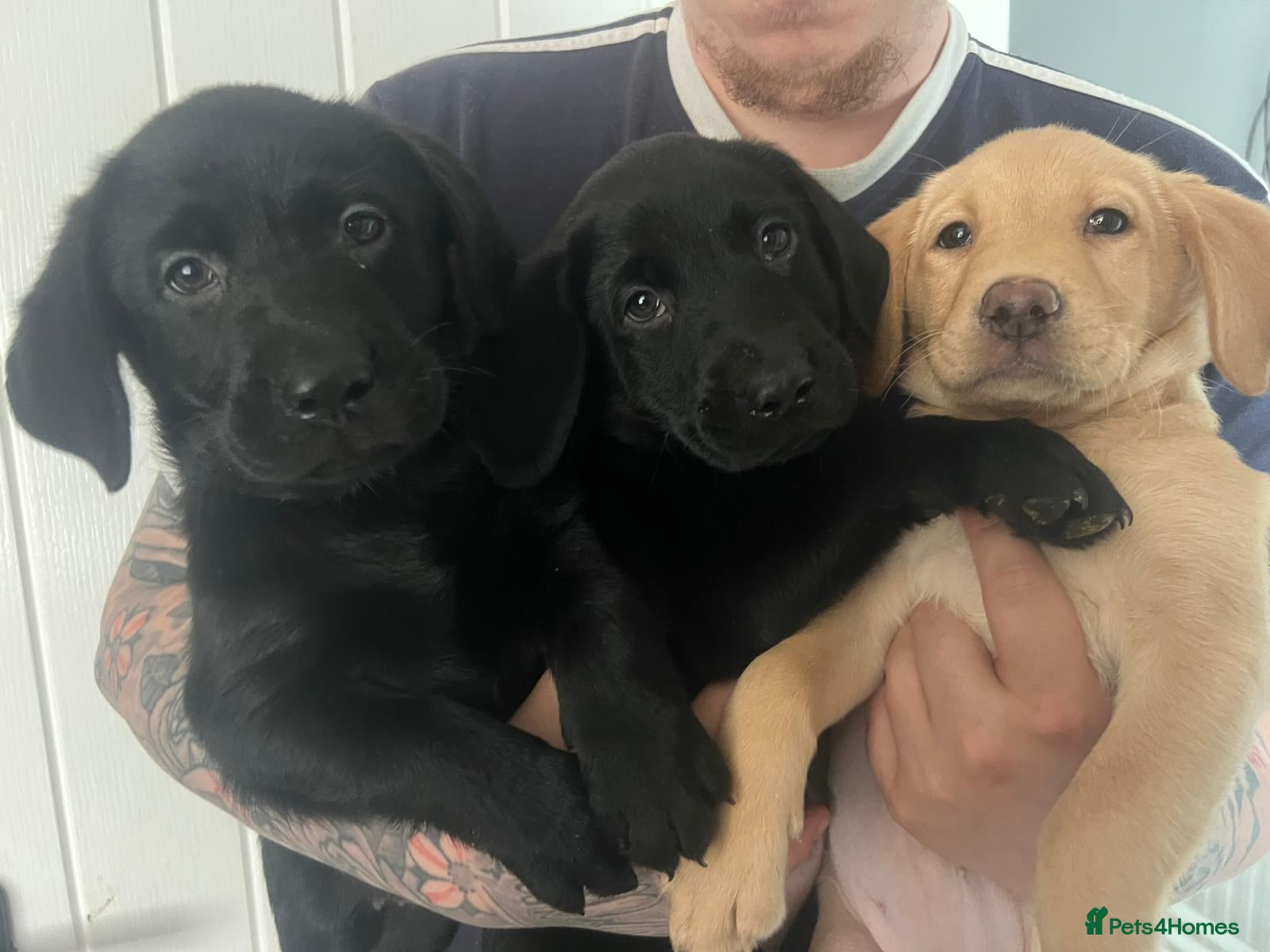 Labrador Retriever dogs 🐾❤️Beautiful Labrador puppies❤️🐾 - Advert 1