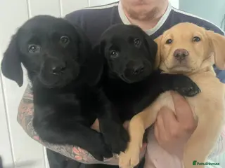 Labrador Retriever dogs 🐾❤️Beautiful Labrador puppies❤️🐾 - Advert 1