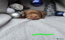 Labrador Retriever dogs for sale: Chunky cute lab pups for sale - Image 6