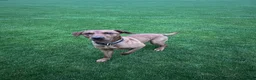 Labrador Retriever dogs for stud: Fox red Labrador  in Preston - Advert 3