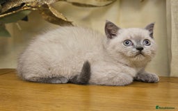 British Shorthair cats for sale: Last 4 male British Short-hair/long hair kittens  - Image 34