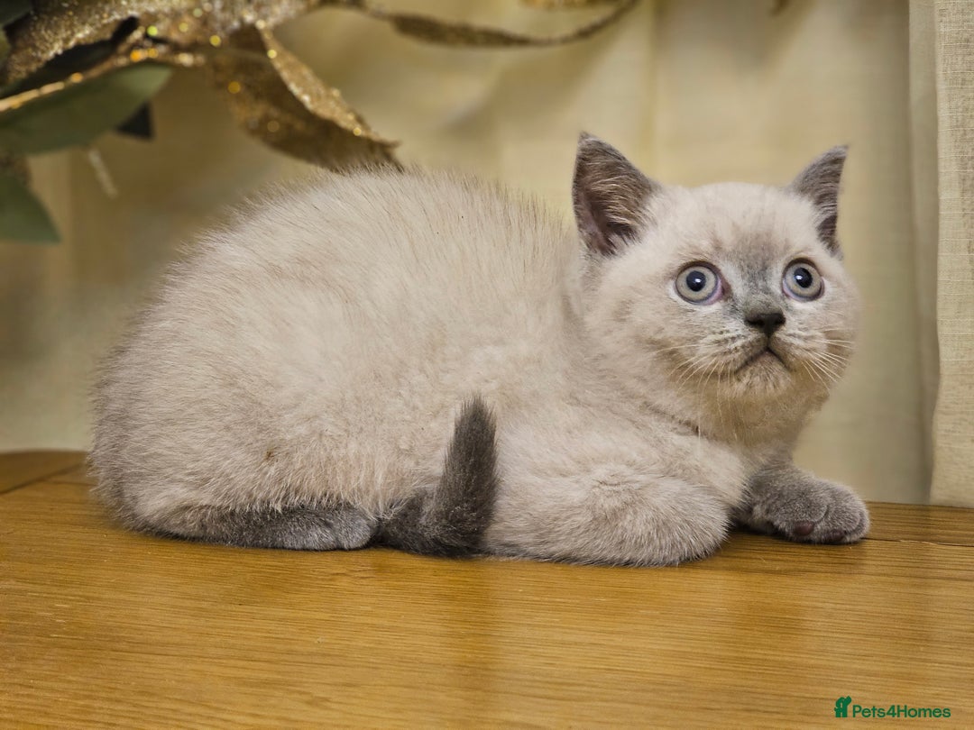 British Shorthair cats for sale: Last 4 male British Short-hair/long hair kittens  - Image 34