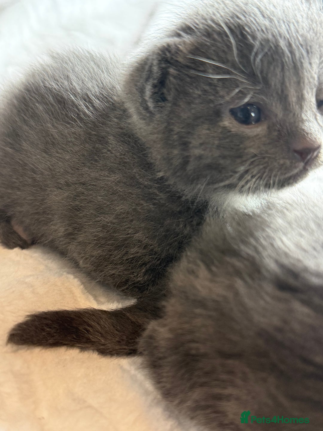 British Shorthair cats for sale: The cutest British Shorthair Grey Kittens  - Advert 15