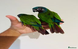 Conures birds for sale: Hand reared Emma’s, roseifrons, pearly conure - Image 2