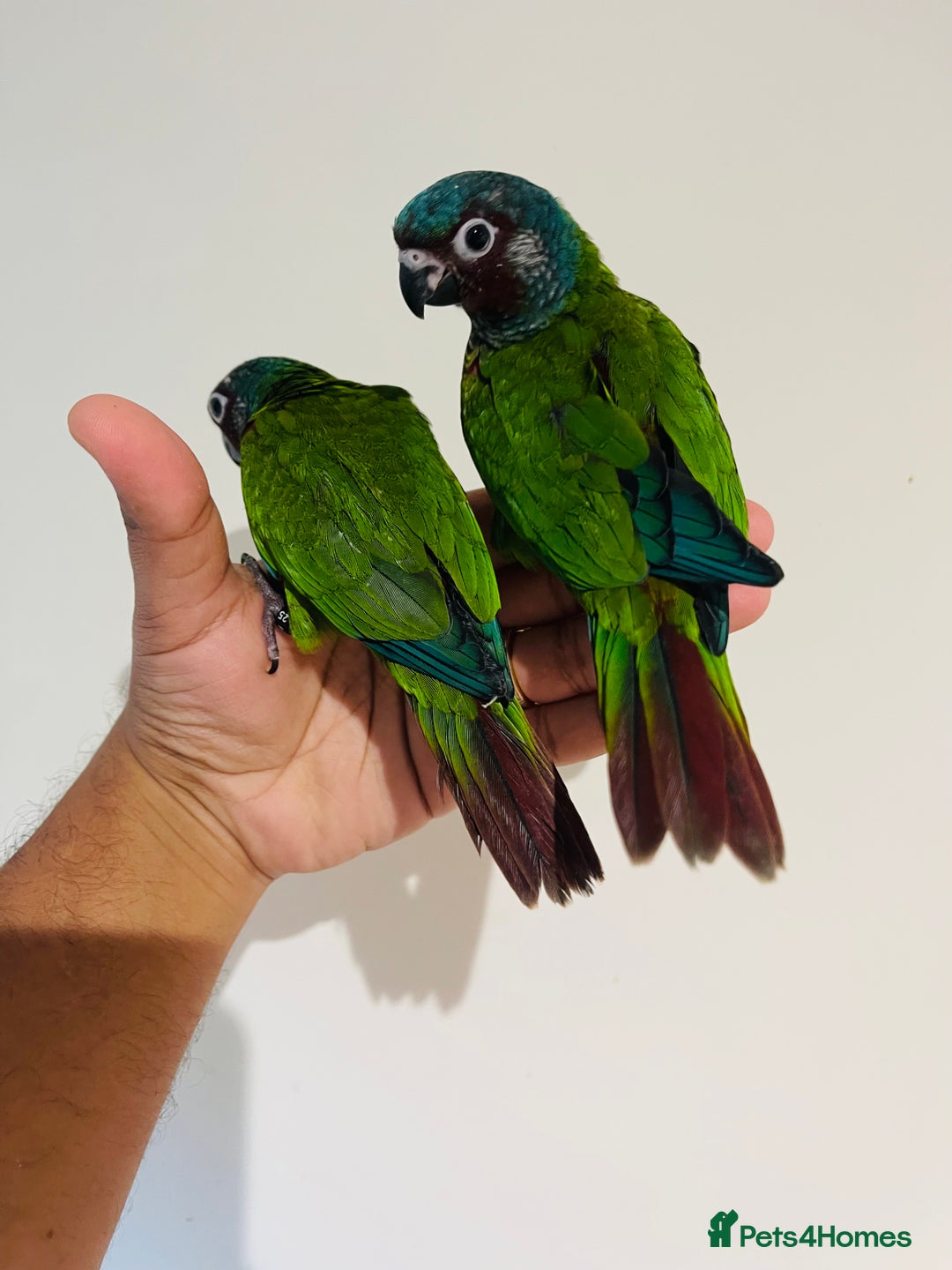 Conures birds for sale: Hand reared Emma’s, roseifrons, pearly conure - Image 2