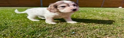 Cockapoo dogs for sale: Beautiful F1 Cockapoo Babies 🐾🐾🐾 - Advert 28