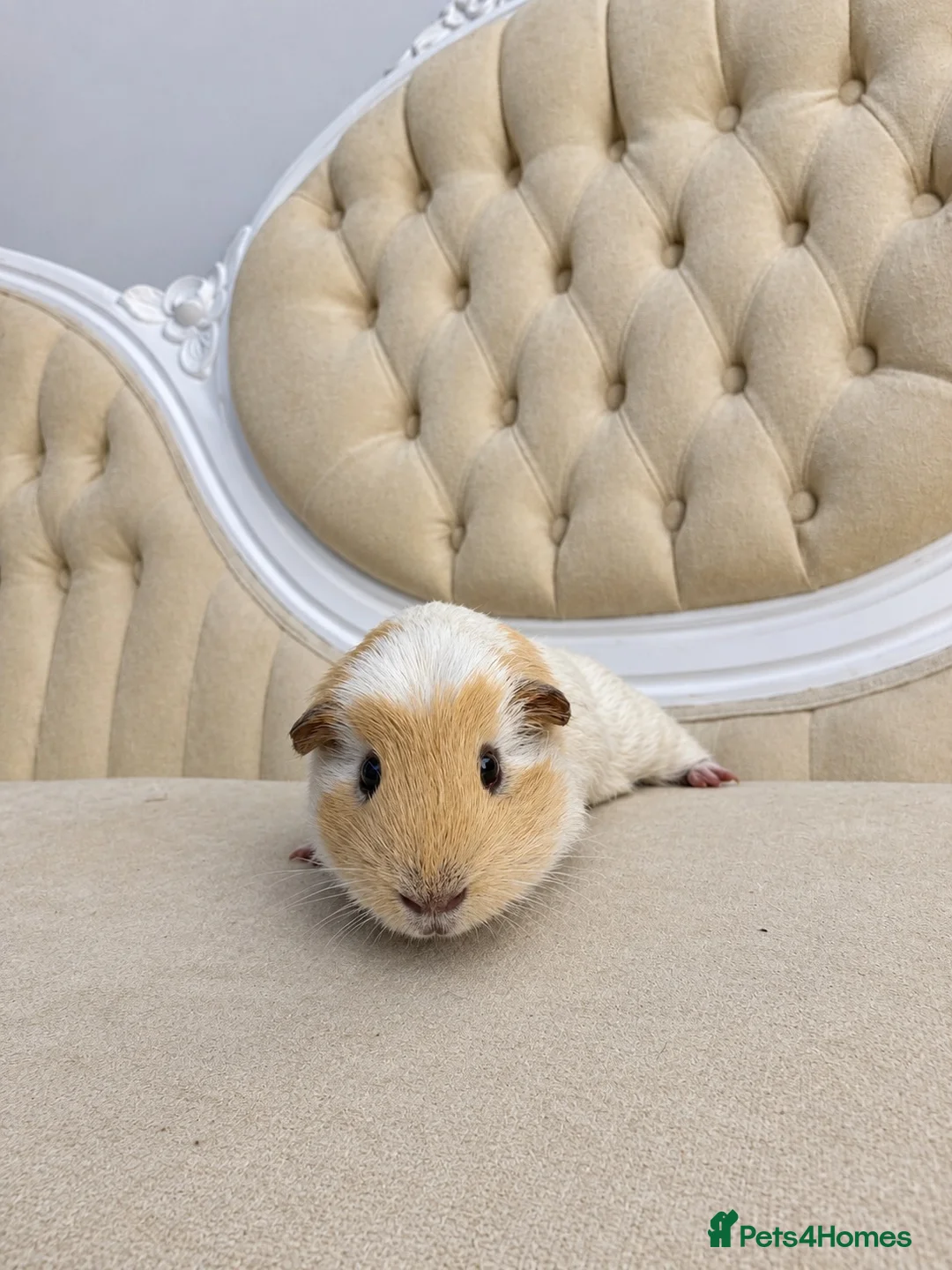 Guinea Pig rodents for sale: Male guinea pig in Norwich - Advert 1