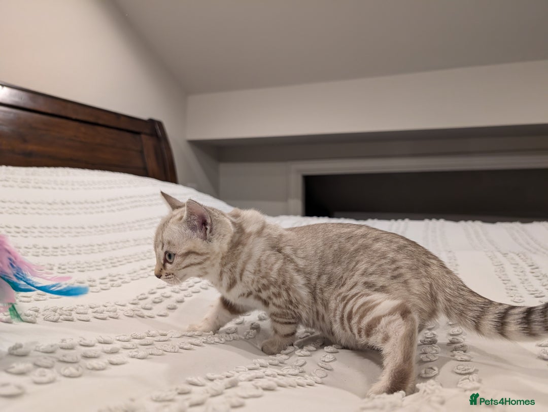 Bengal cats for sale: 🤍🩶 Stunning Snow Bengal Kittens 🩶🤍 - Advert 2