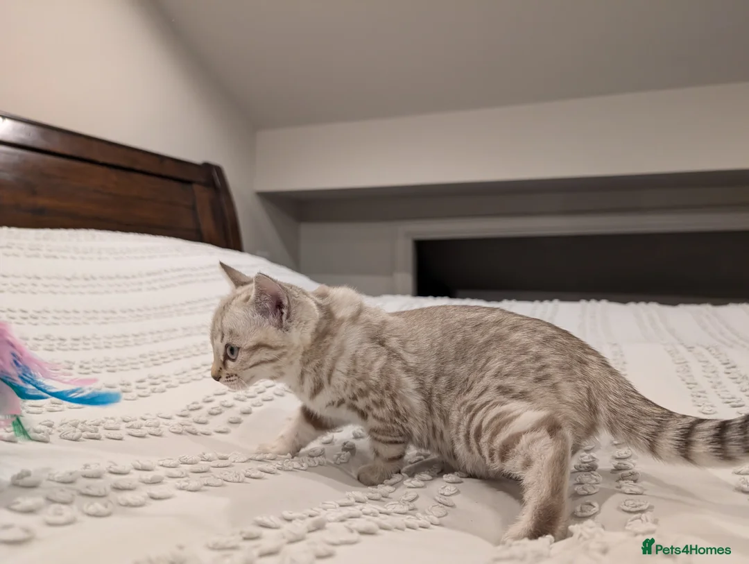 Bengal cats for sale: 🤍🩶 Stunning Snow Bengal Kittens 🩶🤍 - Advert 2
