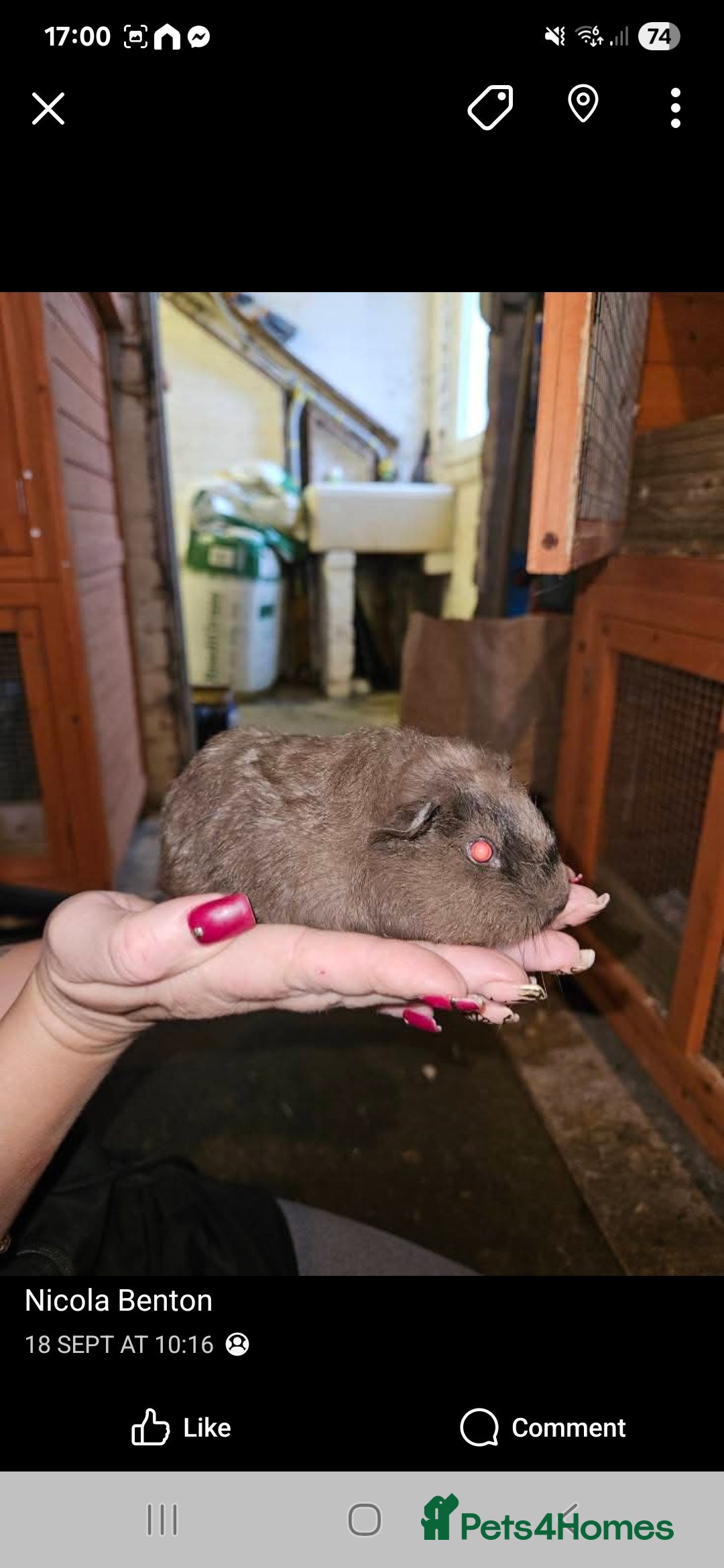 Guinea Pig rodents for sale: Baby guinea pigs - Image 1