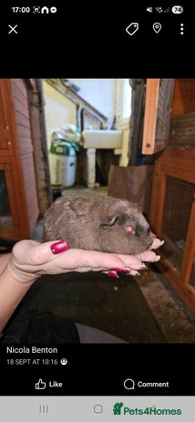 Guinea Pig rodents - Advert 7