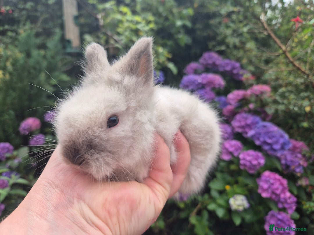Angora rabbits for sale: 🧡Teddydwerg babies- Imported parents🧡 - Image 3