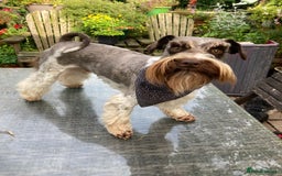 Miniature Poodle dogs for stud: CHOC/WHITE MINIATURE SCHNAUZER AT STUD in Coventry - Image 11