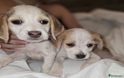 Beagle dogs for sale: Beagle puppies  - Image 2