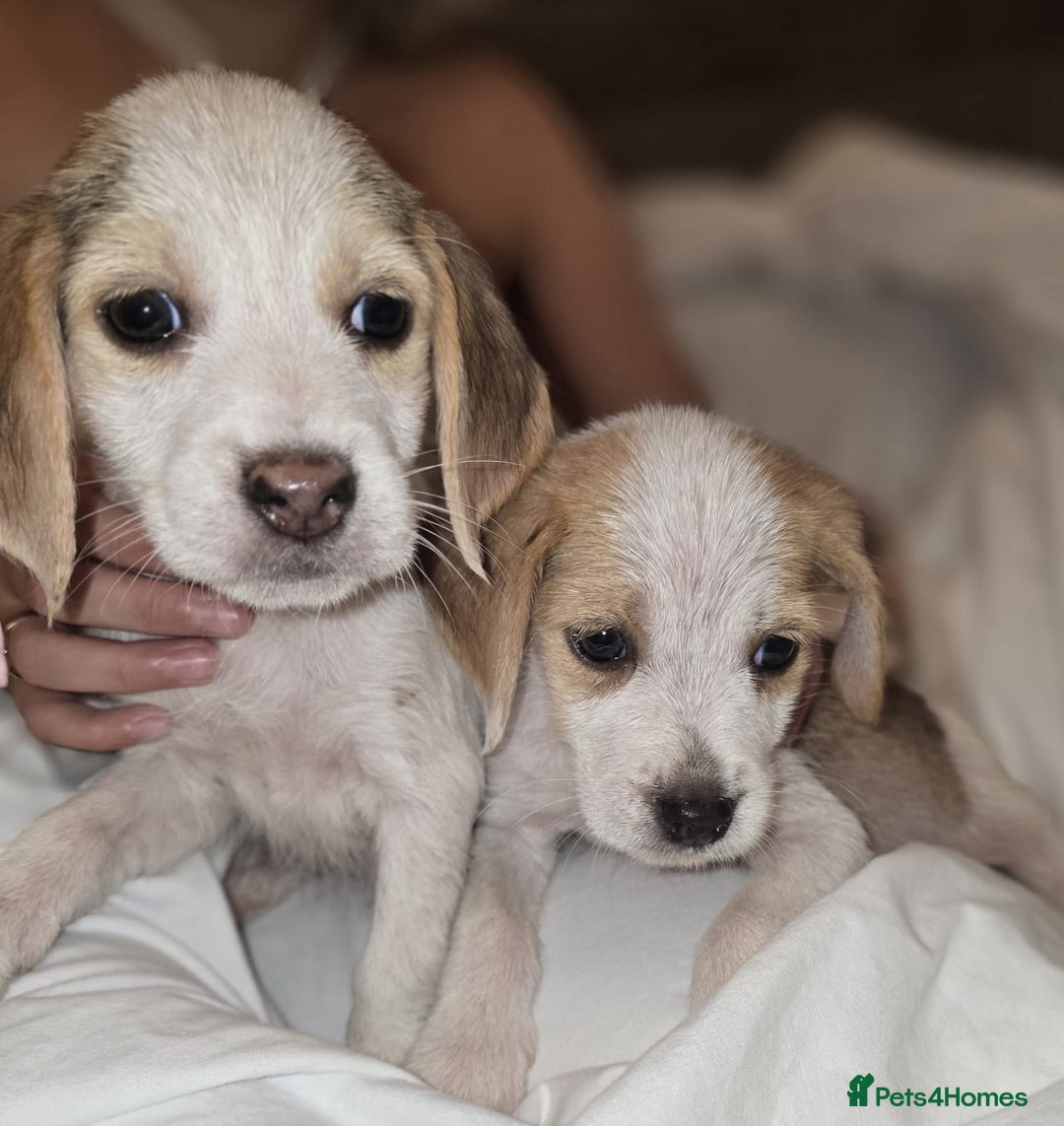 Beagle dogs for sale: Beagle puppies  - Image 2