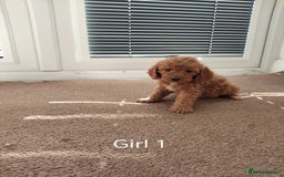 Cockapoo dogs for sale: Stunning toy Cockapoo puppies for sale  - Image 8