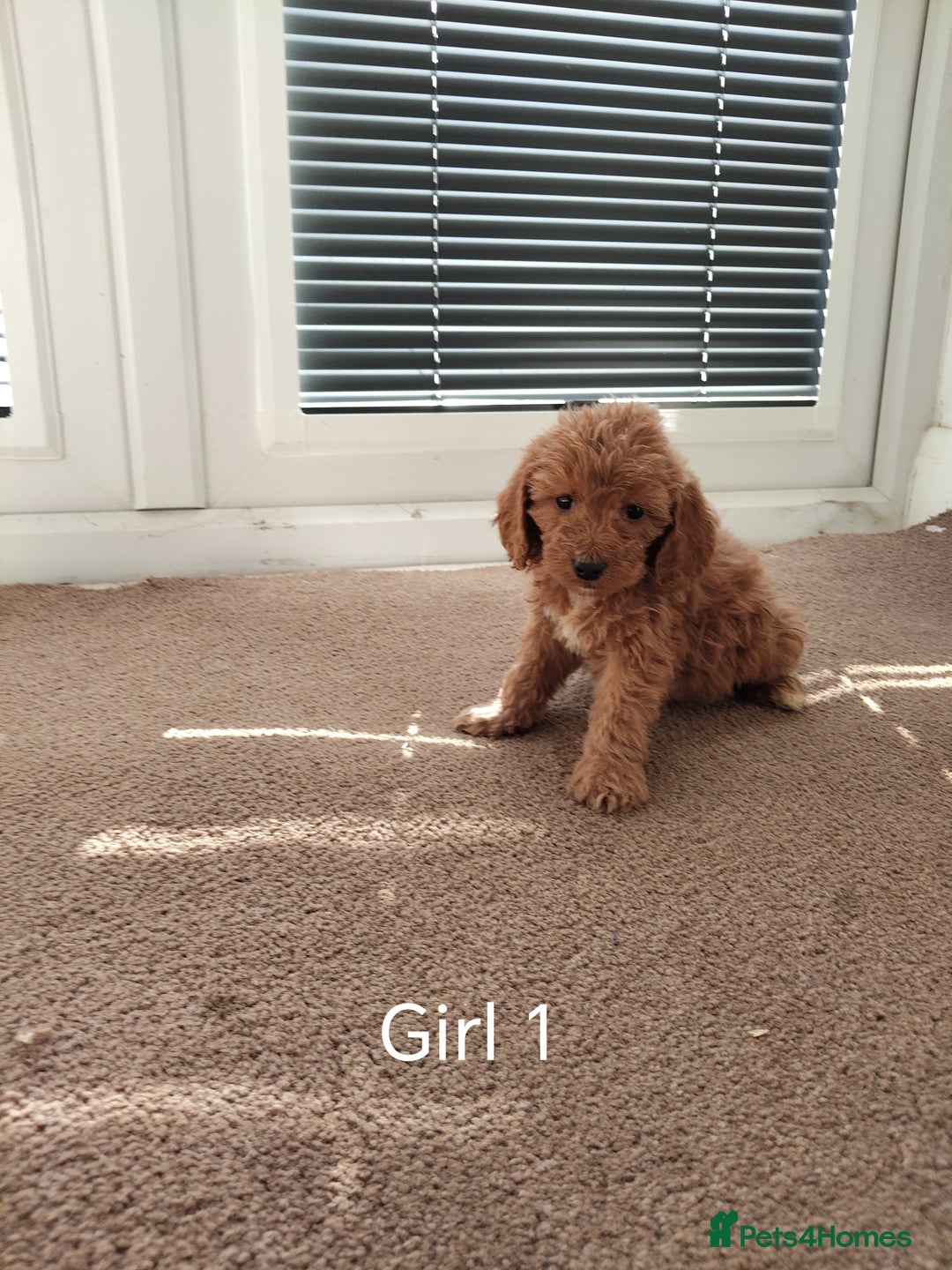 Cockapoo dogs for sale: Stunning toy Cockapoo puppies for sale  - Image 8