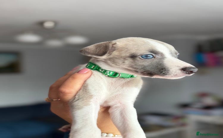 Whippet dogs - Advert 1