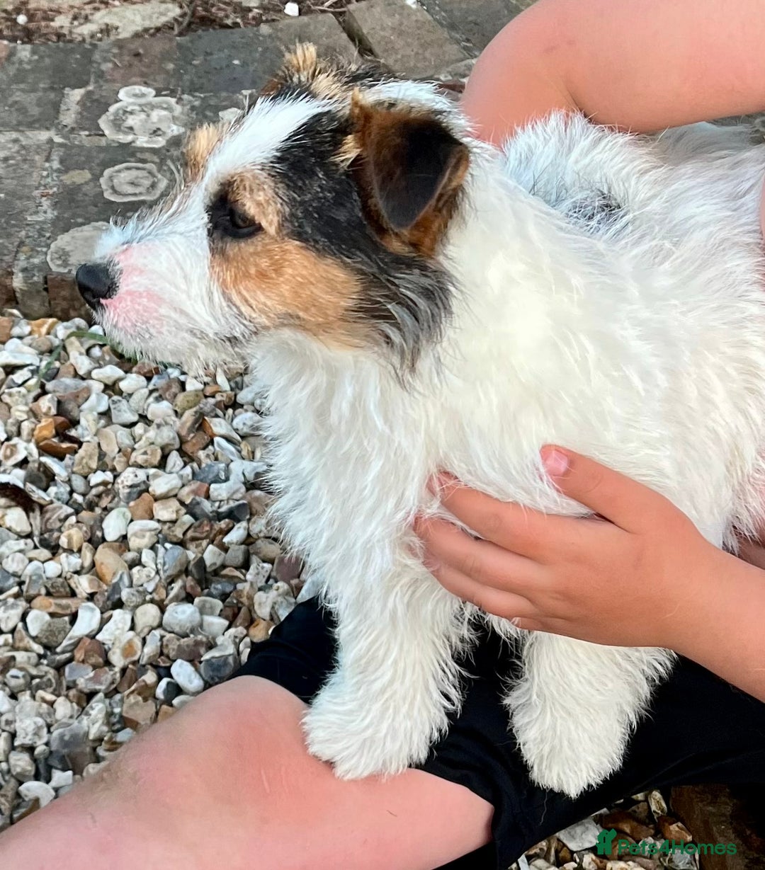 Jack Russell dogs for sale: Superb KC Reg’d Jack Russell Terrier DNA CLEAR - Advert 8