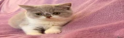 British Shorthair cats for sale: Betzy Bambi Bunny in Salford - Advert 8