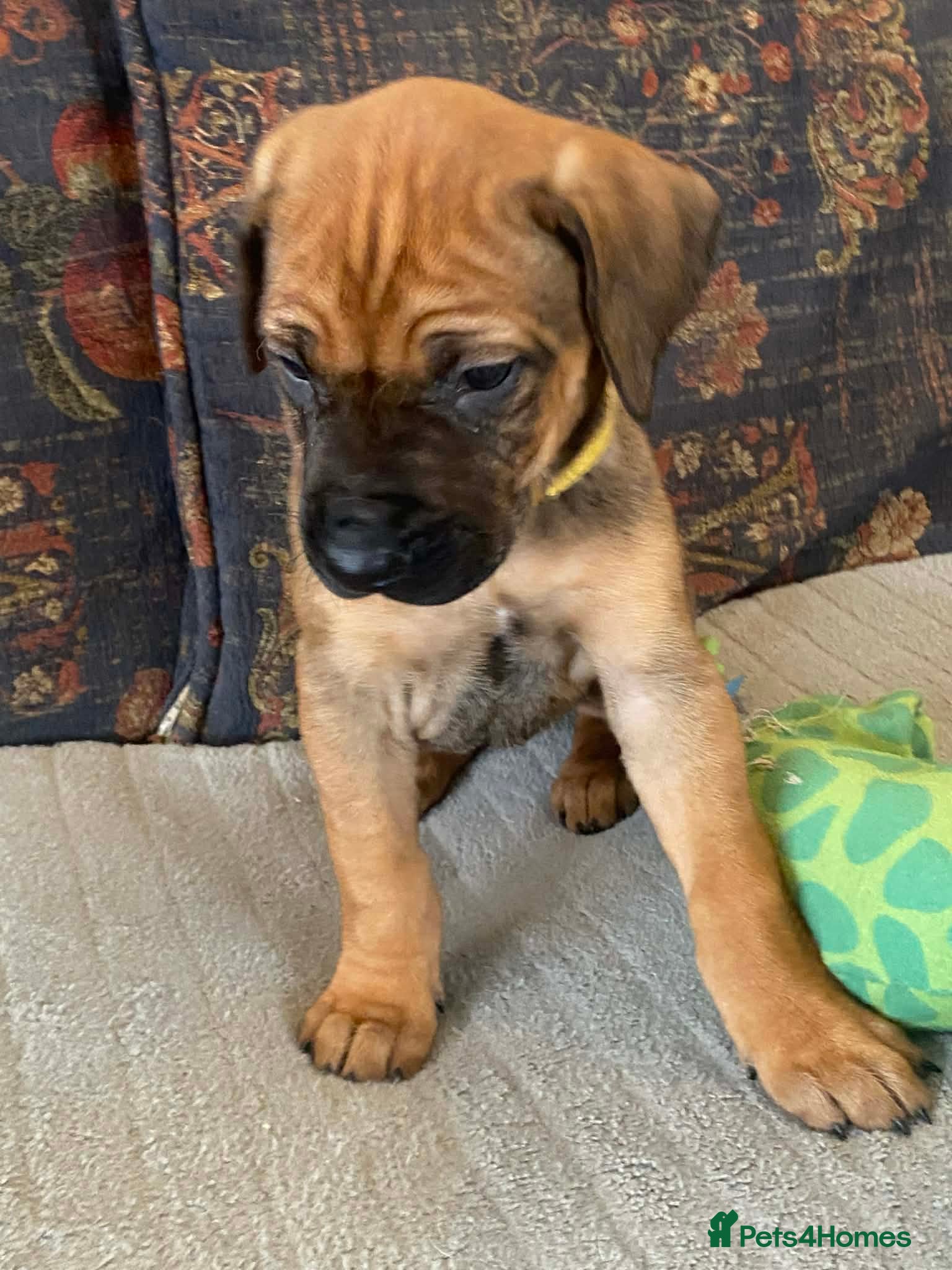 Rhodesian Ridgeback dogs KC reg Ridgeback puppies - Advert 1