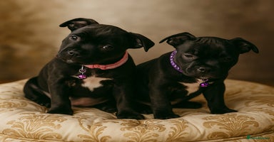 Staffordshire Bull Terrier dogs CHAMPION BLOODLINES,GRANDAD CH RAMPAGE - Advert 2