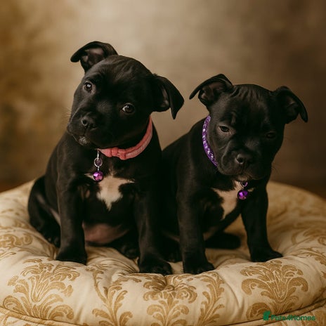 Staffordshire Bull Terrier dogs - Advert 9