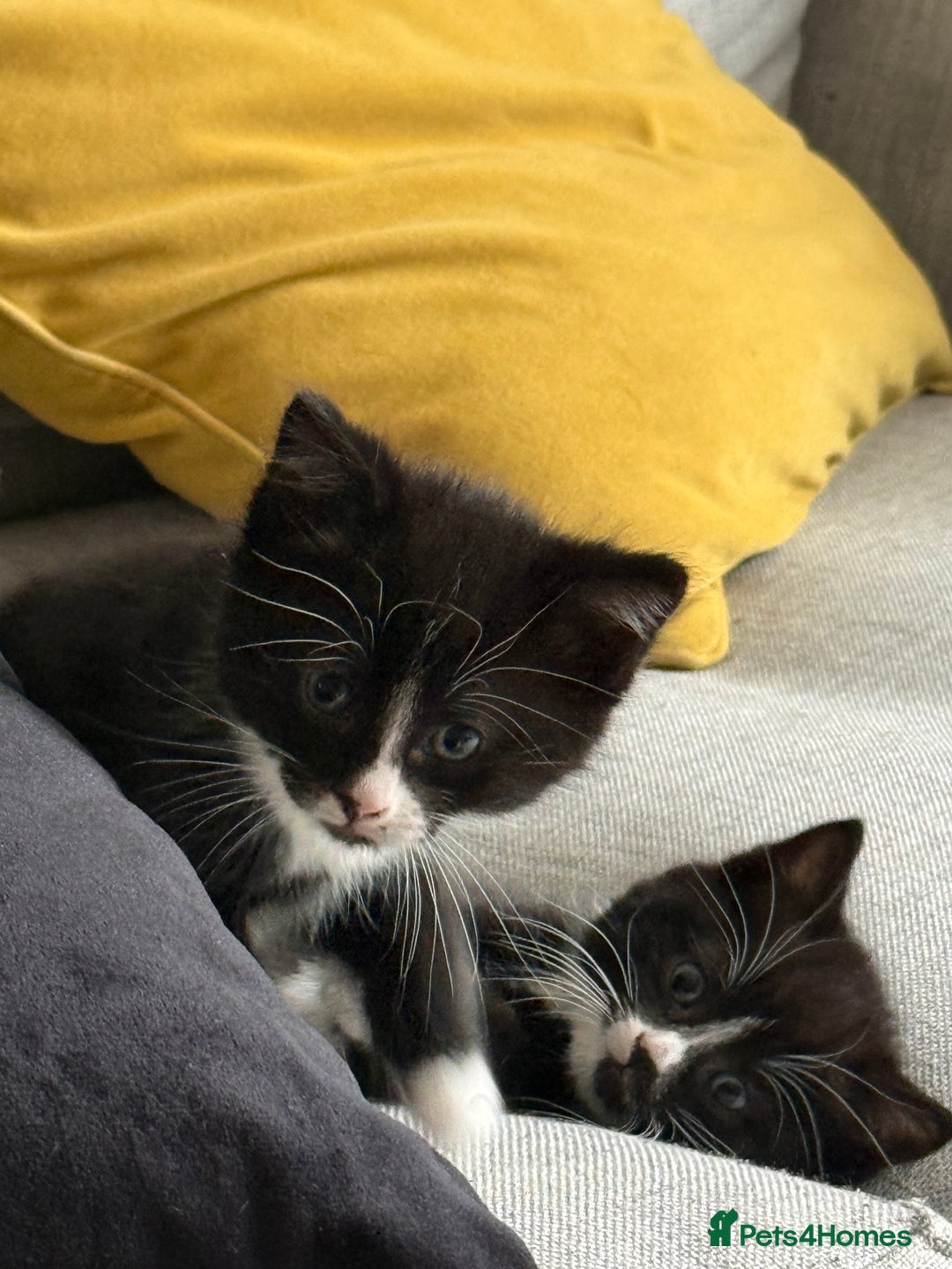 Mixed Breed cats for sale: 3 gorgeous kittens - Advert 3