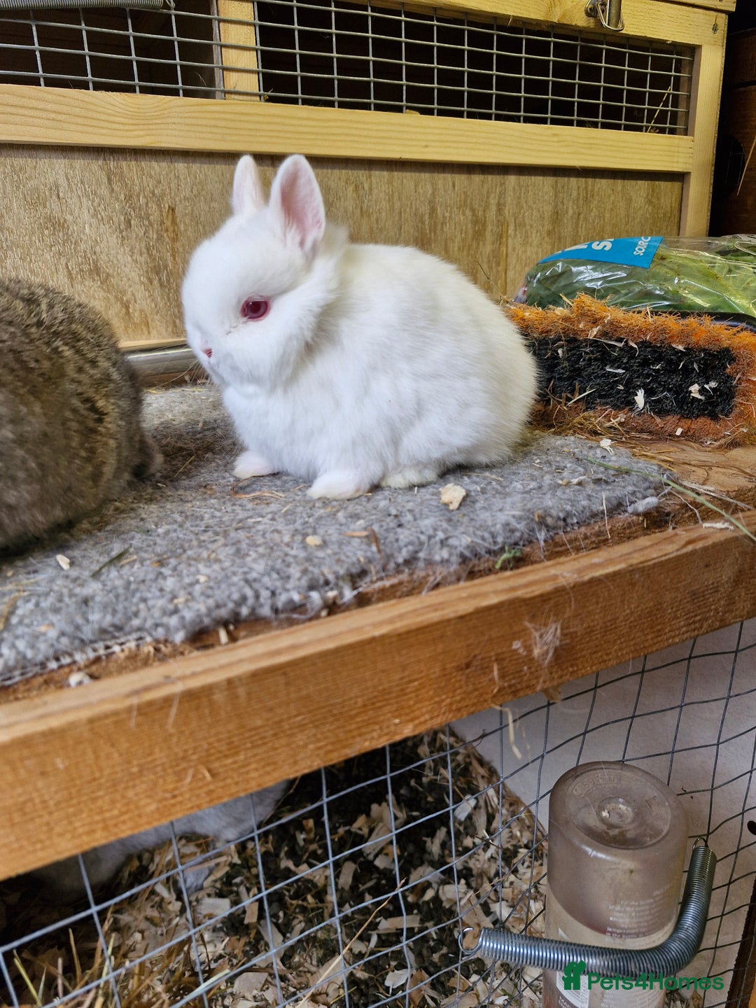Netherland Dwarf rabbits for sale: Friendly white buck 🩵 - Image 1