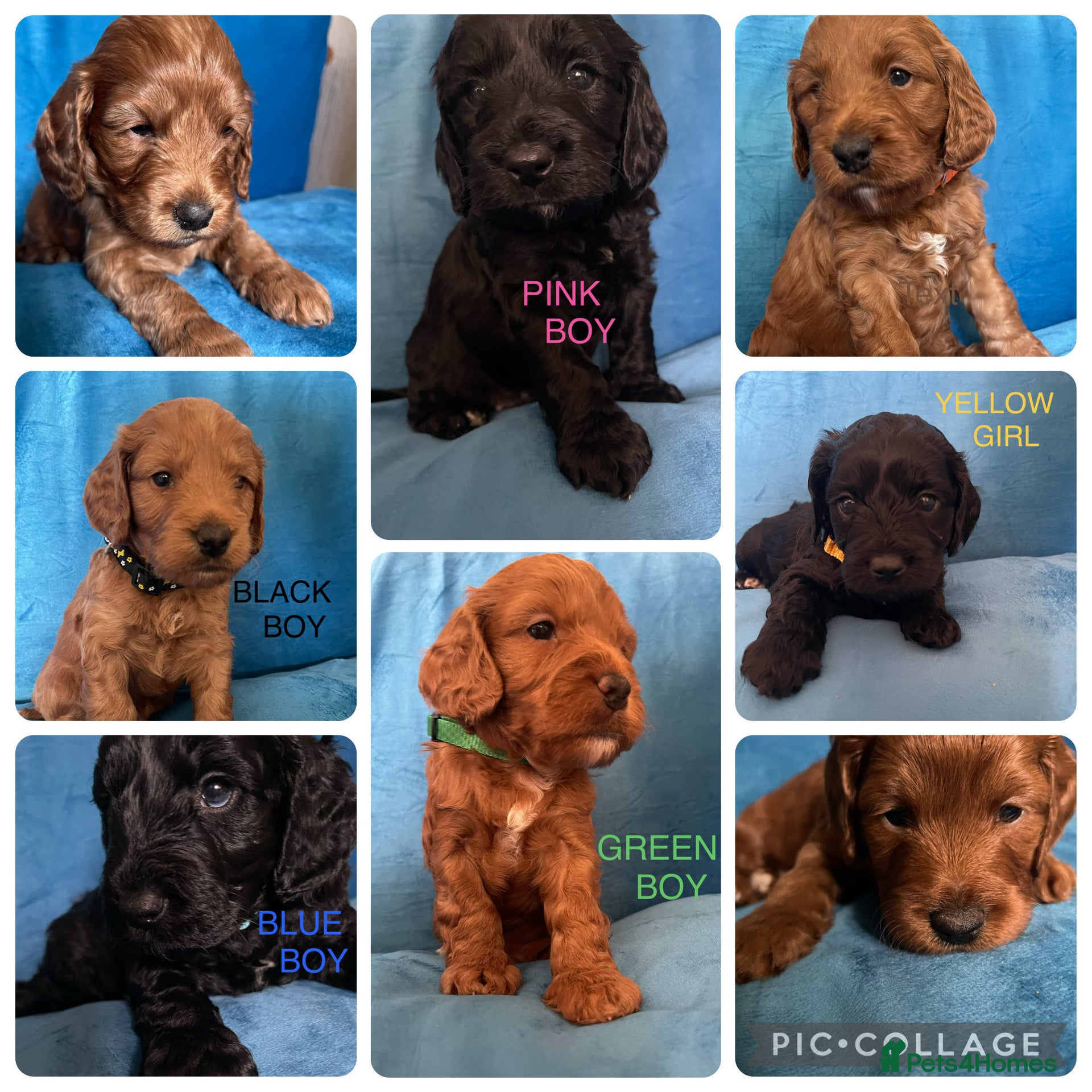 Cockapoo dogs Beautiful F1 Cockapoo puppies - Advert 1