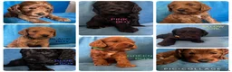 Cockapoo dogs for sale: Beautiful F1 Cockapoo puppies - Advert 1