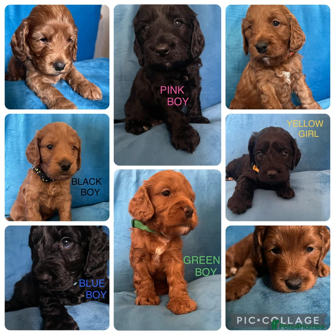 Cockapoo dogs for sale: Beautiful F1 Cockapoo puppies - Advert 1