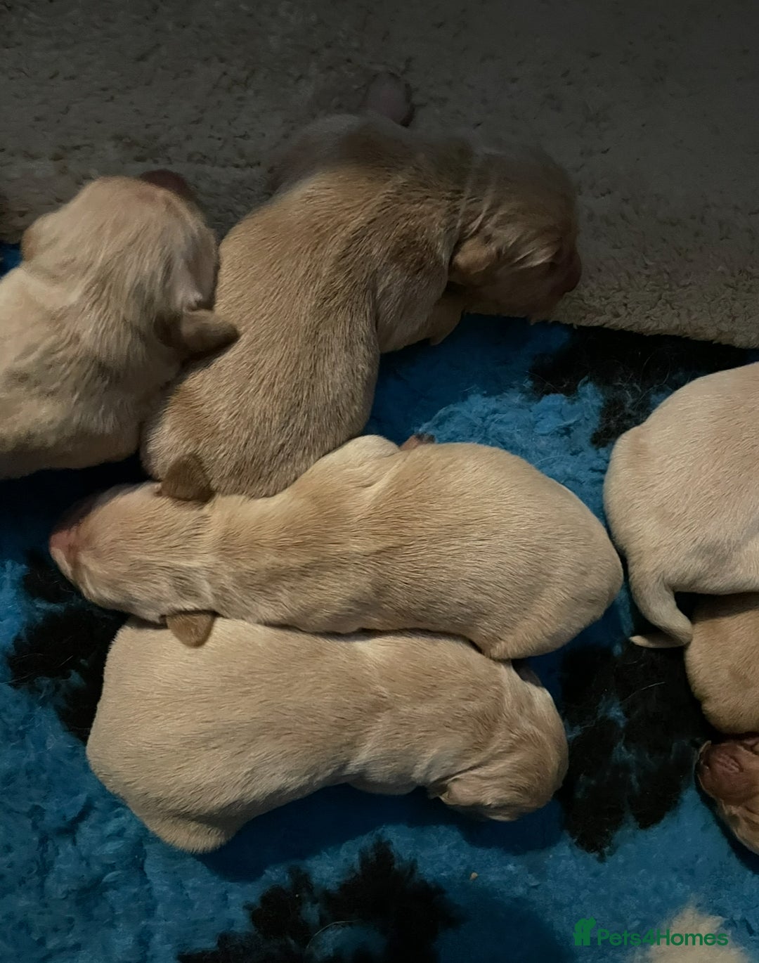 Golden Retriever dogs for sale: Rare & wonderful petite golden retrievers - Image 30