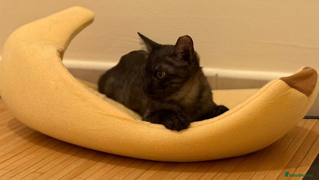 Mixed Breed cats for adoption: [Indoors Only] Lovely & Playful Trio Brothers - Advert 10