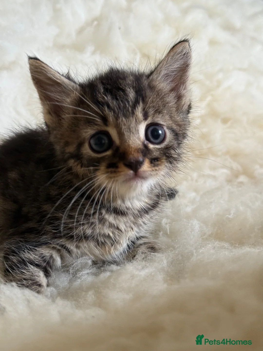 Mixed Breed cats for sale: Home Reared Kittens – ready Sat 11th July - Advert 2
