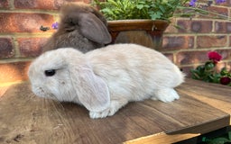 Mini Lop rabbits for sale: Two mini lop males for rehoming RTL 19.08 - Image 6