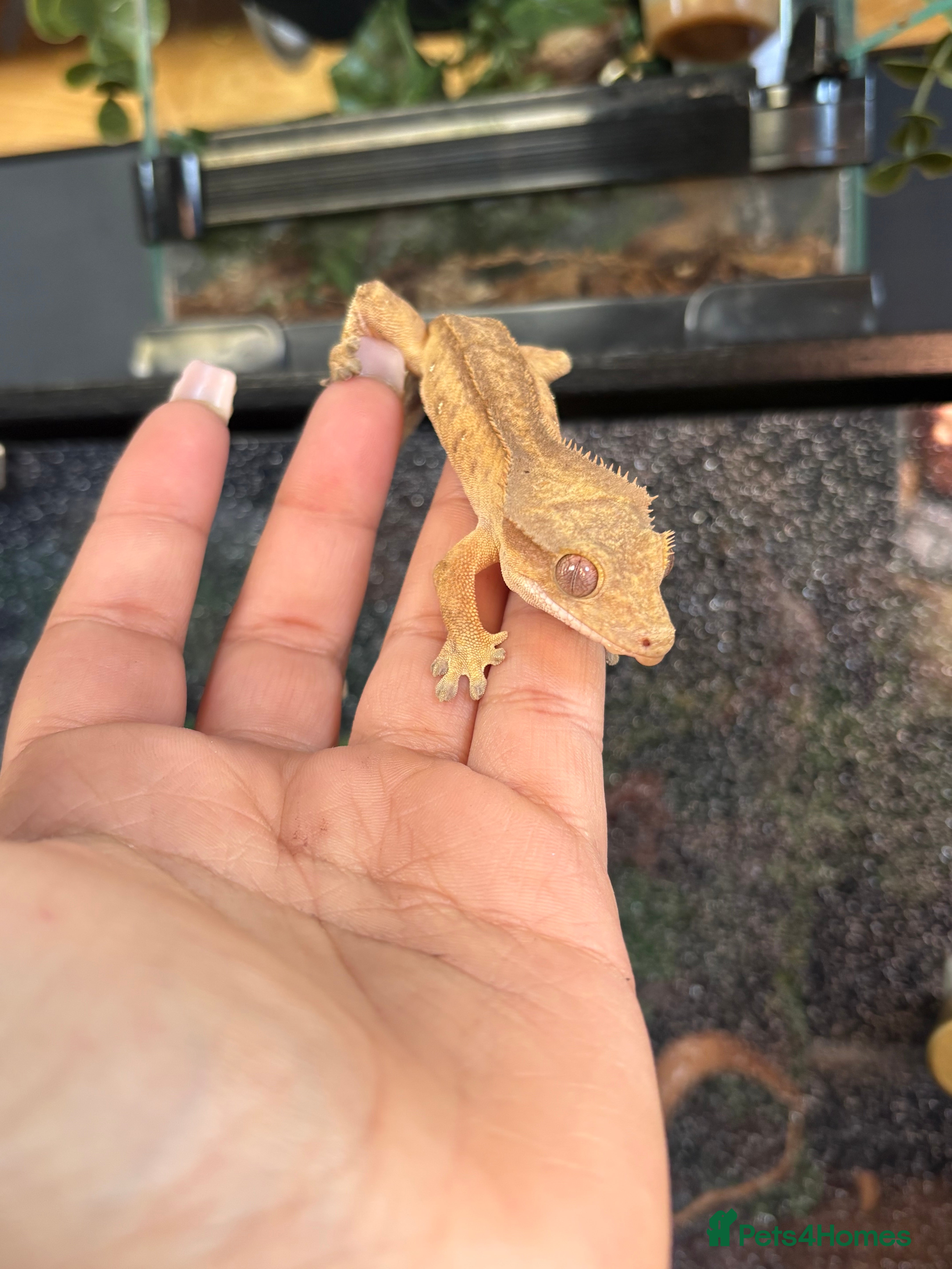 Gecko reptiles Crested geckos  - Advert 17