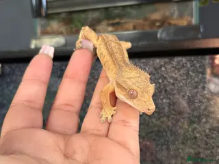 Gecko reptiles Crested geckos - Advert 17