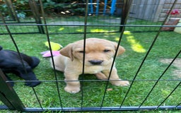 Labrador Retriever dogs for sale: Labrador puppies  - Image 10