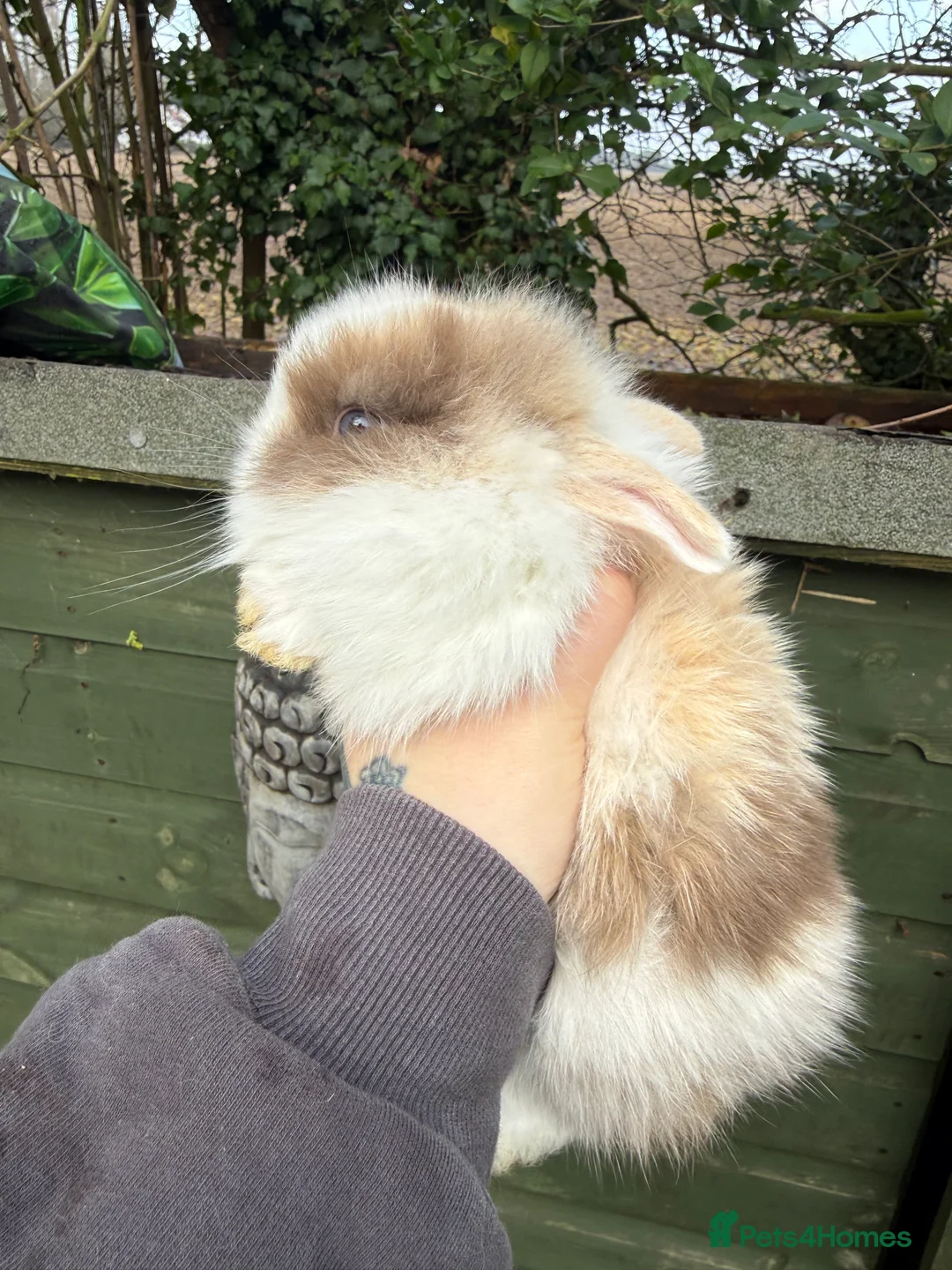 Lionhead rabbits for sale: Lion head rabbits  - Advert 5