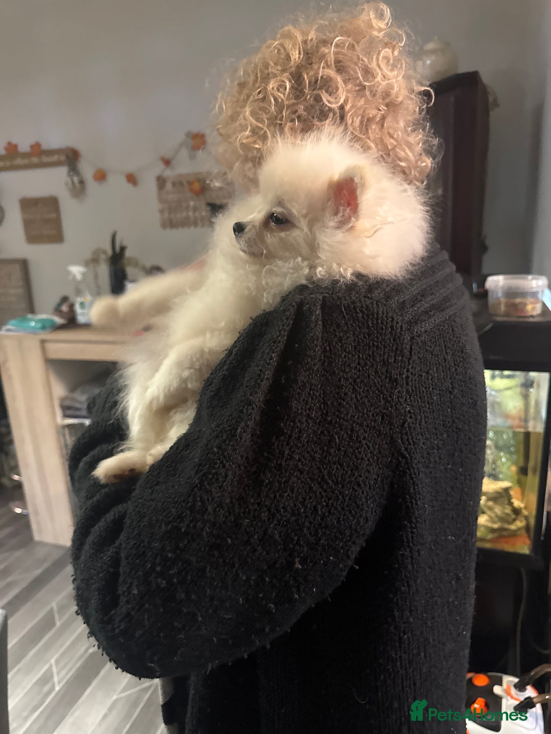 Pomeranian dogs for sale: Pomeranian  - Advert 10