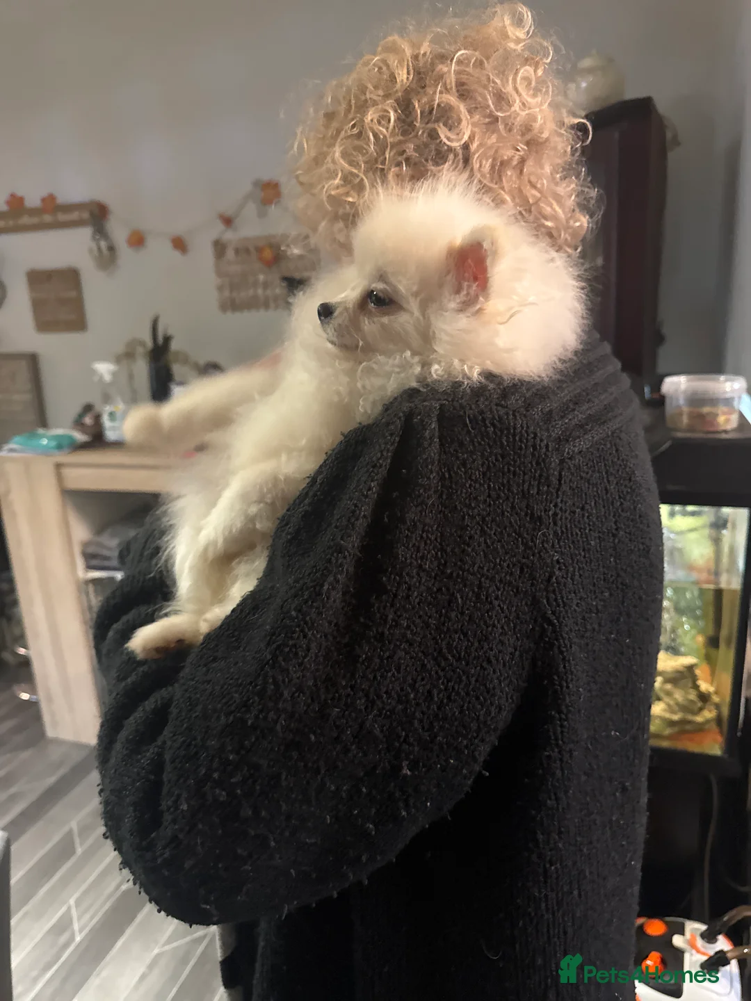 Pomeranian dogs for sale: Pomeranian  - Advert 10