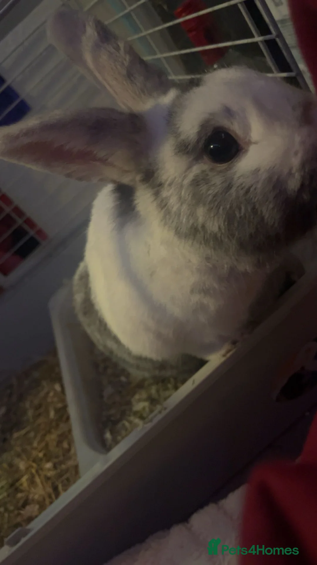 Mixed Breed rabbits for sale: (Leonardo) magpie harlequin and dutch mixed kit in Tamworth - Advert 7