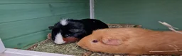 Guinea Pig rodents for sale: 2 male guinea pigs looking for there forever home - Advert 1