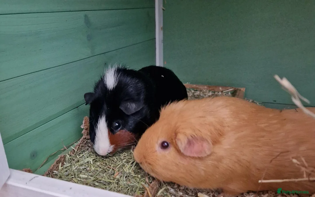 Guinea Pig rodents for sale: 2 male guinea pigs looking for there forever home - Advert 1