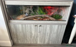 Python Snake reptiles for sale: Ball python  - Image 3