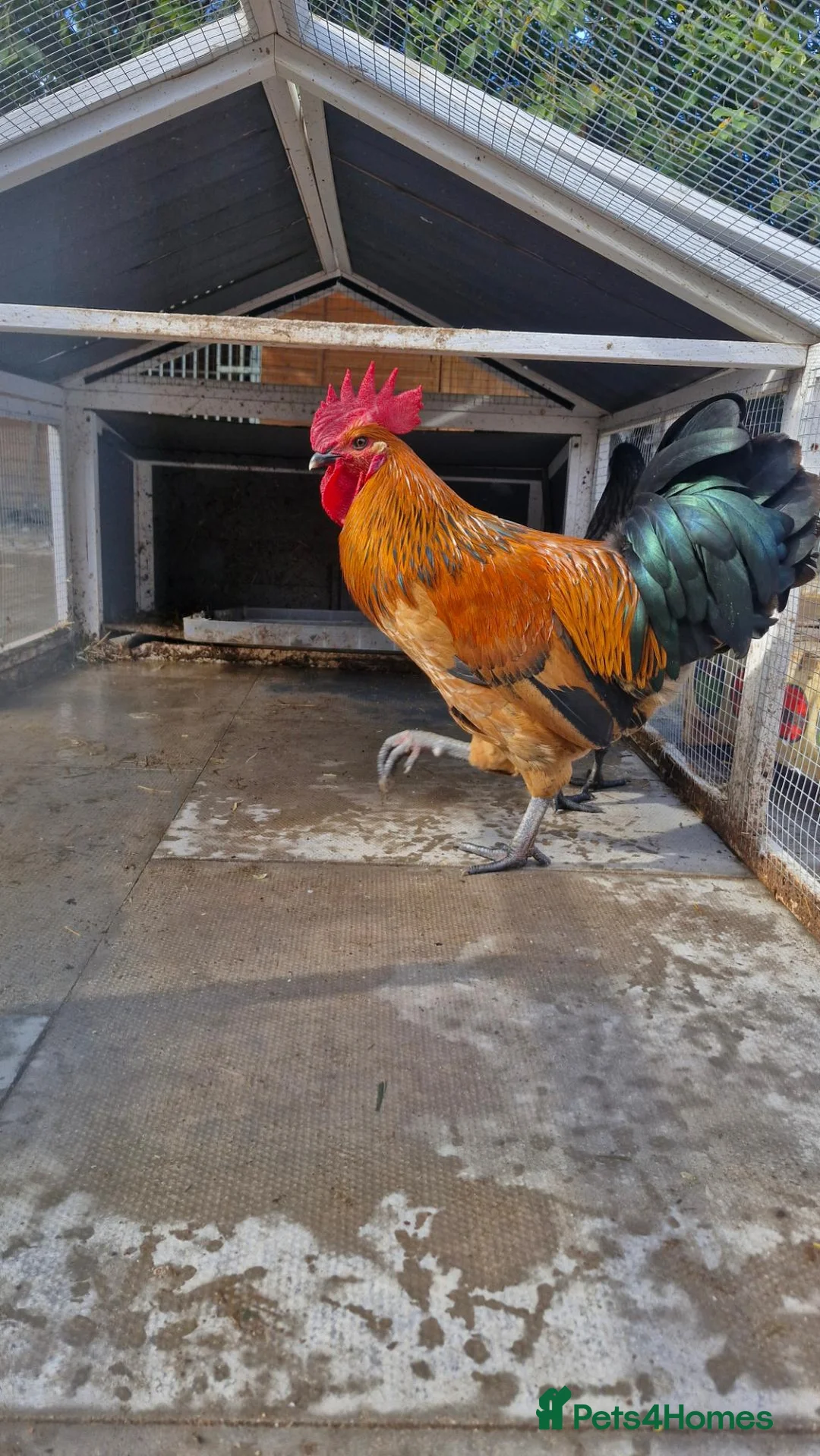 Chickens poultry for sale: Beautiful cockeral rooster half ayam cemani - Advert 1