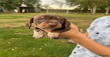 Miniature Dachshund dogs - Advert 4